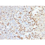 Immunohistochemistry - Anti-TIM3 Antibody [TIM3/2399] - BSA and Azide free (A253600) - Antibodies.com