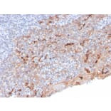 Immunohistochemistry - Anti-TIM3 Antibody [TIM3/3113] - BSA and Azide free (A253602) - Antibodies.com