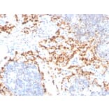 Immunohistochemistry - Anti-TIM3 Antibody [TIM3/4029] - BSA and Azide free (A253605) - Antibodies.com