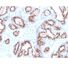 Immunohistochemistry - Anti-Prostein Antibody [ZR9] - BSA and Azide free (A253606) - Antibodies.com