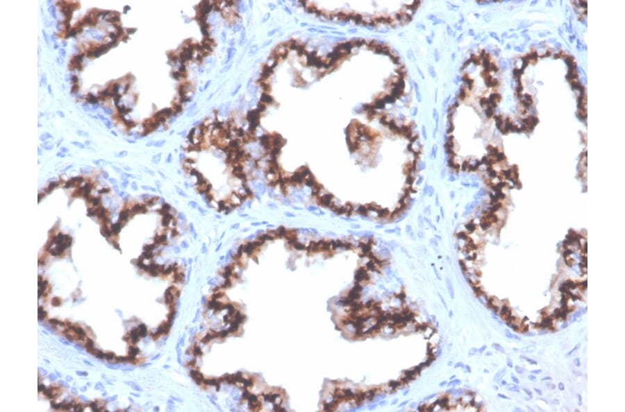Immunohistochemistry - Anti-Prostein Antibody [ZR9] - BSA and Azide free (A253606) - Antibodies.com