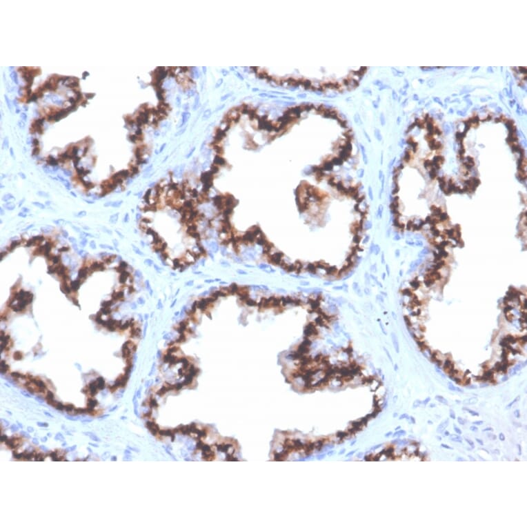 Immunohistochemistry - Anti-Prostein Antibody [ZR9] - BSA and Azide free (A253606) - Antibodies.com