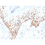 Immunohistochemistry - Anti-p40 Antibody [rTP40/3690] - BSA and Azide free (A253607) - Antibodies.com