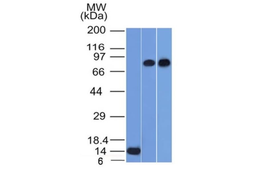 Western Blot - Anti-p63 Antibody [TP63/1786] - BSA and Azide free (A253609) - Antibodies.com