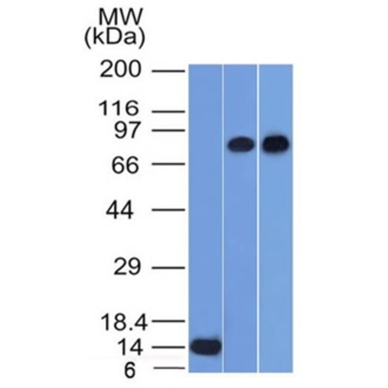 Western Blot - Anti-p63 Antibody [TP63/1786] - BSA and Azide free (A253609) - Antibodies.com