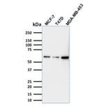 Western Blot - Anti-p63 Antibody [TP63/1786] - BSA and Azide free (A253609) - Antibodies.com