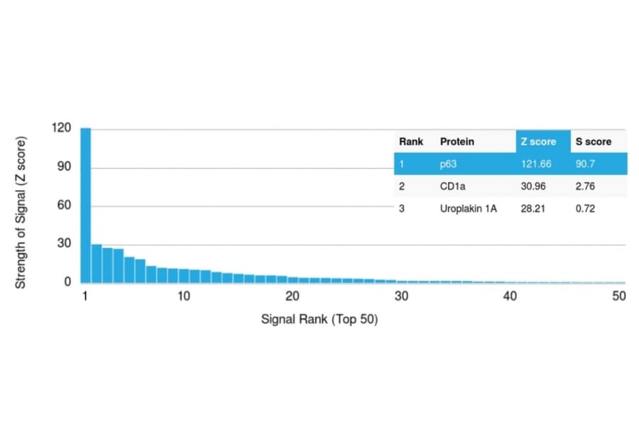 Protein Array - Anti-p63 Antibody [TP63/1786] - BSA and Azide free (A253608) - Antibodies.com