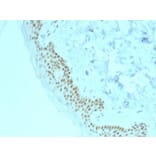 Immunohistochemistry - Anti-p63 Antibody [TP63/2428] - BSA and Azide free (A253611) - Antibodies.com