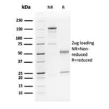SDS-PAGE - Anti-p63 Antibody [TP63/2428] - BSA and Azide free (A253611) - Antibodies.com