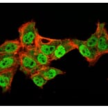 Immunofluorescence - Anti-p40 Antibody [TP40/3980R] - BSA and Azide free (A253612) - Antibodies.com