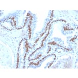 Immunohistochemistry - Anti-p40 Antibody [ZR8] - BSA and Azide free (A253613) - Antibodies.com