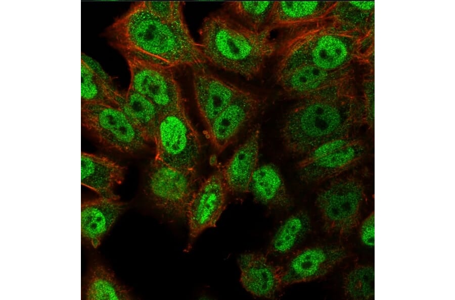 Immunofluorescence - Anti-p40 Antibody [ZR8] - BSA and Azide free (A253613) - Antibodies.com
