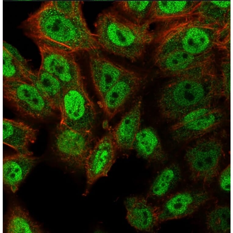 Immunofluorescence - Anti-p40 Antibody [ZR8] - BSA and Azide free (A253613) - Antibodies.com