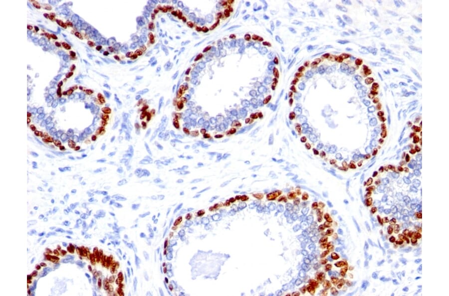 Immunohistochemistry - Anti-p40 Antibody - BSA and Azide free (A253614) - Antibodies.com