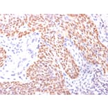 Immunohistochemistry - Anti-p40 Antibody - BSA and Azide free (A253615) - Antibodies.com
