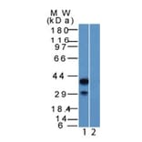 Western Blot - Anti-p40 Antibody - BSA and Azide free (A253615) - Antibodies.com