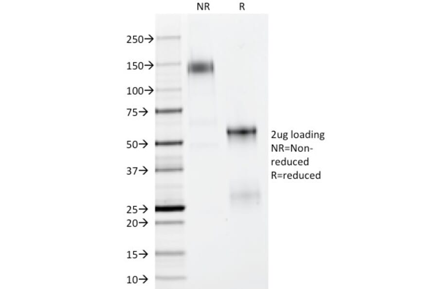 SDS-PAGE - Anti-p40 Antibody - BSA and Azide free (A253615) - Antibodies.com