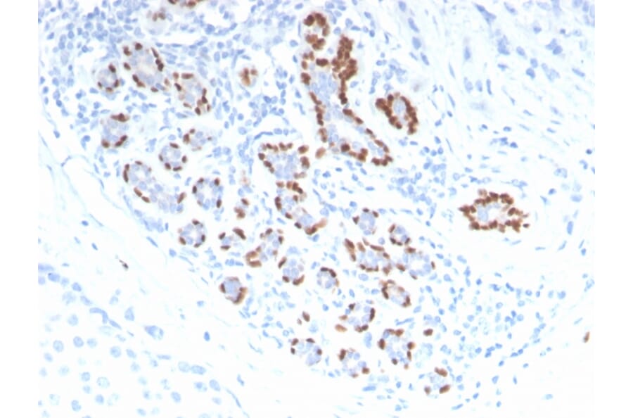 Immunohistochemistry - Anti-p40 Antibody - BSA and Azide free (A253617) - Antibodies.com