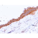 Immunohistochemistry - Anti-MRP3 Antibody [ABCC3/2971] - BSA and Azide free (A253618) - Antibodies.com