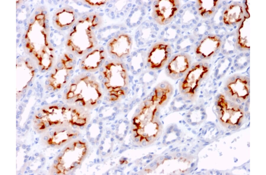 Immunohistochemistry - Anti-TNFSF9 Antibody [CD137L/1547] - BSA and Azide free (A253619) - Antibodies.com