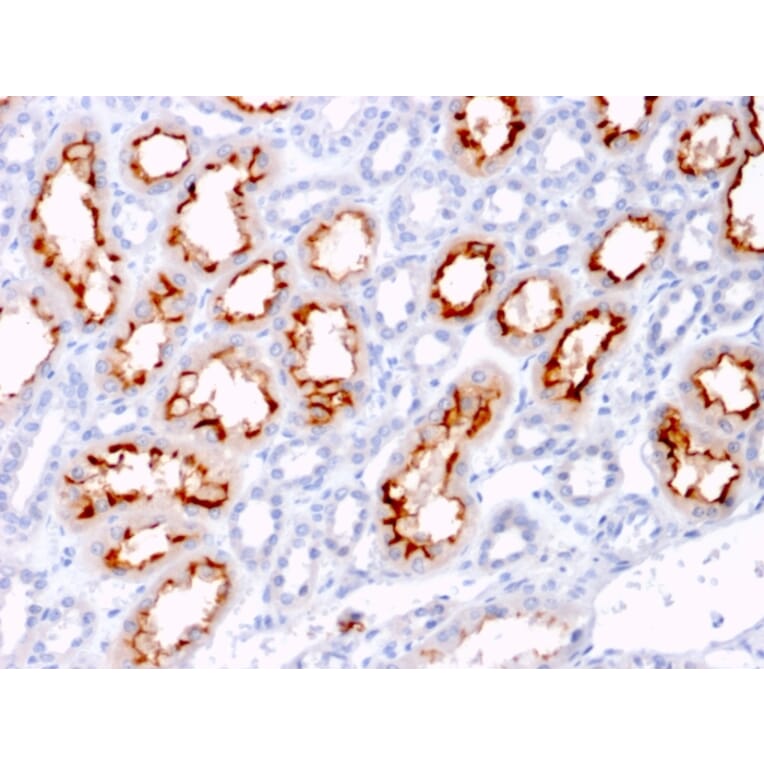 Immunohistochemistry - Anti-TNFSF9 Antibody [CD137L/1547] - BSA and Azide free (A253619) - Antibodies.com