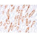 Immunohistochemistry - Anti-TNFSF9 Antibody [CD137L/1547] - BSA and Azide free (A253619) - Antibodies.com