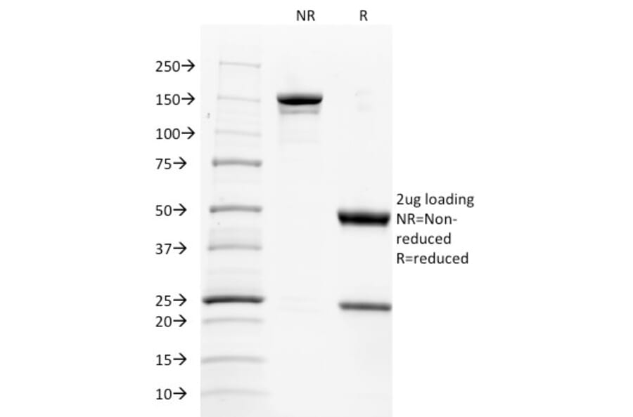 SDS-PAGE - Anti-TNFSF9 Antibody [CD137L/1547] - BSA and Azide free (A253619) - Antibodies.com