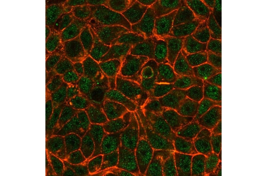 Immunofluorescence - Anti-TIF1 alpha Antibody [PCRP-TRIM24-1B12] - BSA and Azide free (A253622) - Antibodies.com