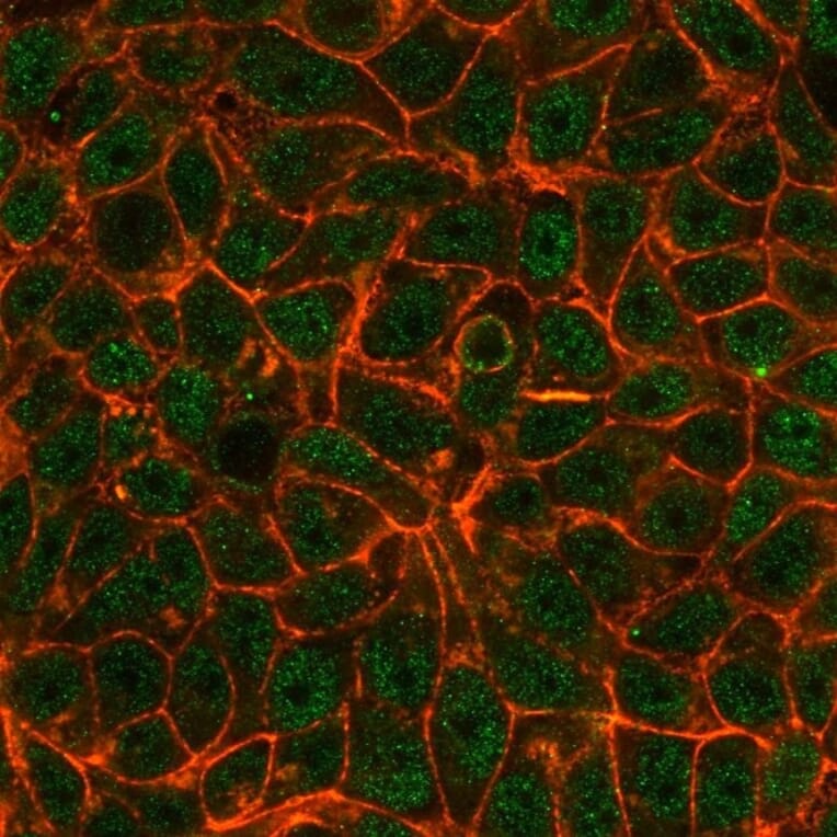 Immunofluorescence - Anti-TIF1 alpha Antibody [PCRP-TRIM24-1B12] - BSA and Azide free (A253622) - Antibodies.com