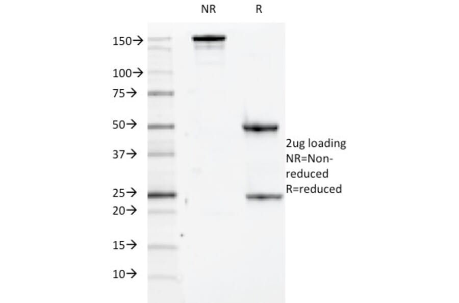 SDS-PAGE - Anti-CD84 Antibody [152-1D5] - BSA and Azide free (A253623) - Antibodies.com