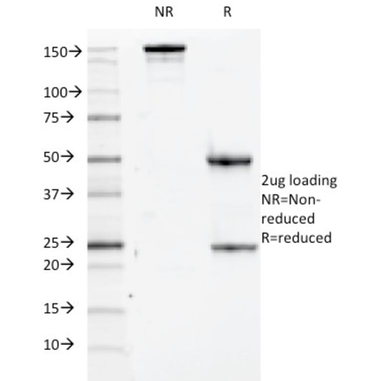 SDS-PAGE - Anti-CD84 Antibody [152-1D5] - BSA and Azide free (A253623) - Antibodies.com