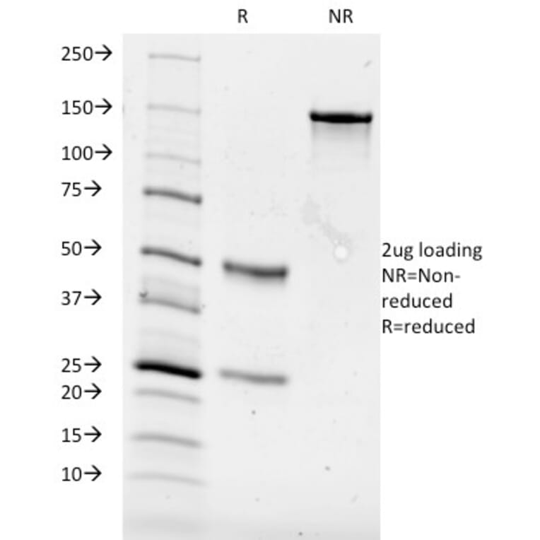 SDS-PAGE - Anti-CD84 Antibody [153-4D9] - BSA and Azide free (A253624) - Antibodies.com