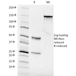 SDS-PAGE - Anti-CD84 Antibody [153-4D9] - BSA and Azide free (A253624) - Antibodies.com