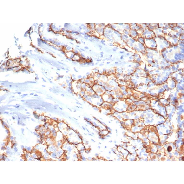 Immunohistochemistry - Anti-CD133 Antibody [HB#7] - BSA and Azide free (A253625) - Antibodies.com