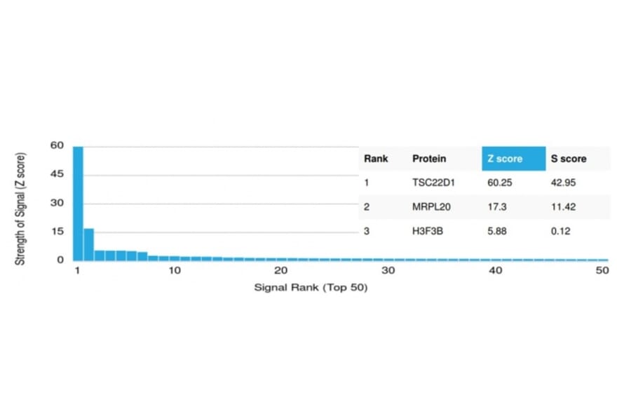 Protein Array - Anti-TSC22D1 Antibody [PCRP-TSC22D1-1A2] - BSA and Azide free (A253625) - Antibodies.com