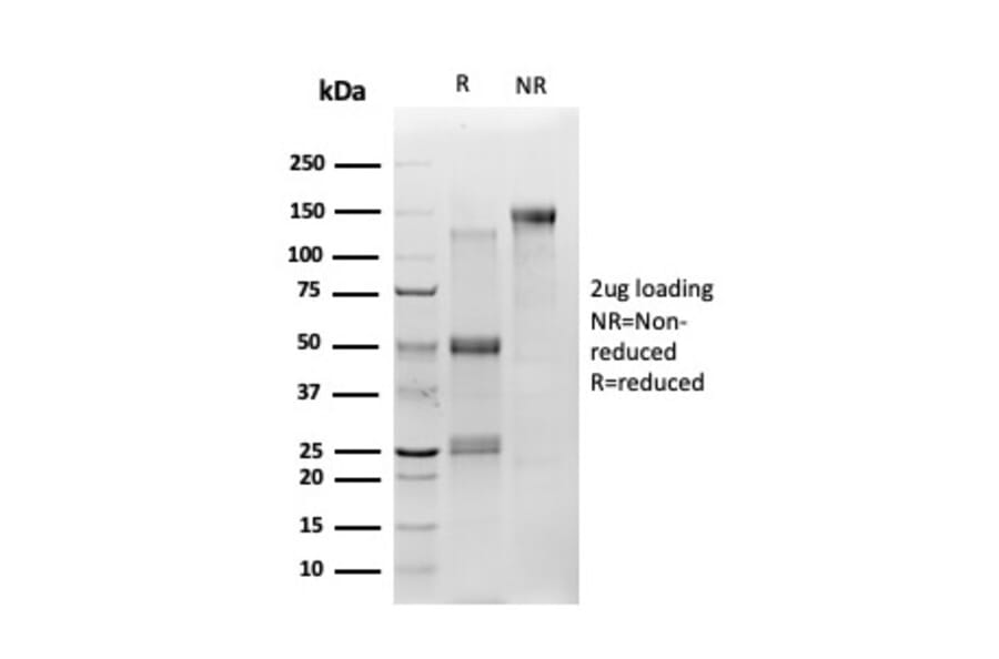 SDS-PAGE - Anti-TSC22D1 Antibody [PCRP-TSC22D1-1A2] - BSA and Azide free (A253626) - Antibodies.com