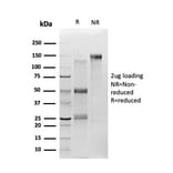 SDS-PAGE - Anti-TSC22D1 Antibody [PCRP-TSC22D1-1A2] - BSA and Azide free (A253626) - Antibodies.com