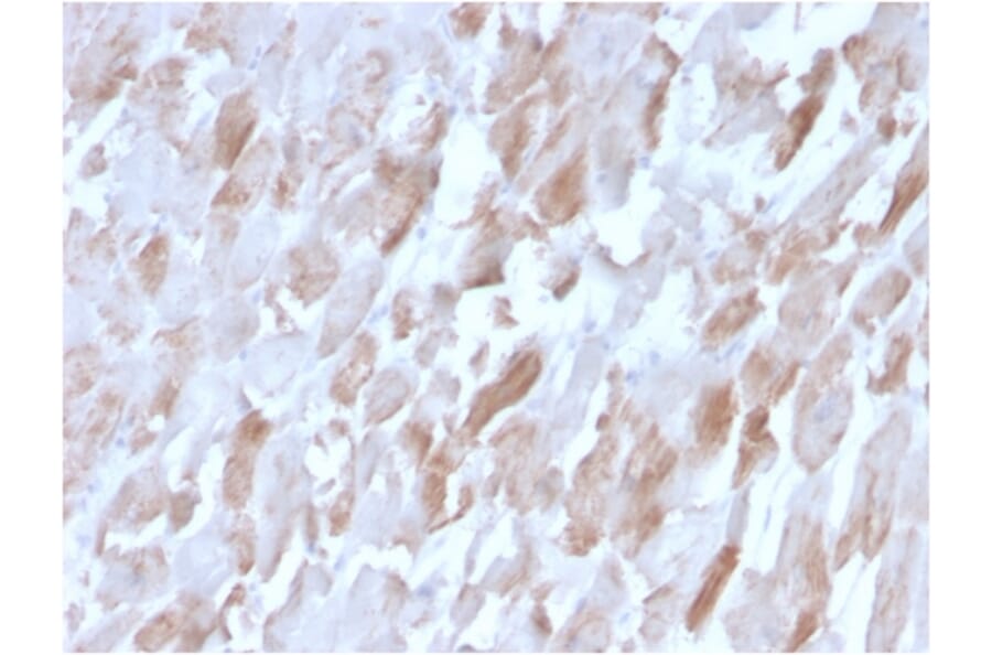 Immunohistochemistry - Anti-Sarcomeric Actinin alpha 2 Antibody [ACTN2/3291] - BSA and Azide free (A253627) - Antibodies.com