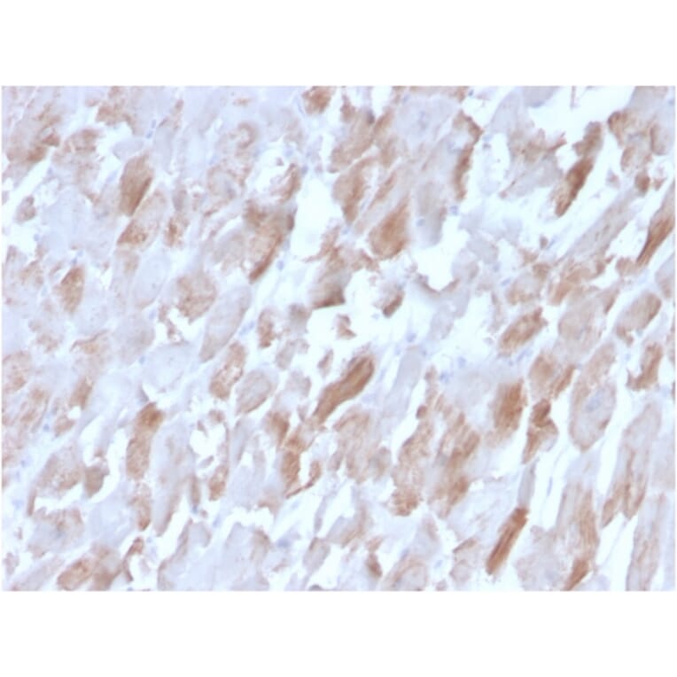 Immunohistochemistry - Anti-Sarcomeric Actinin alpha 2 Antibody [ACTN2/3291] - BSA and Azide free (A253627) - Antibodies.com