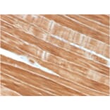 Immunohistochemistry - Anti-Sarcomeric Actinin alpha 2 Antibody [ACTN2/3292] - BSA and Azide free (A253628) - Antibodies.com