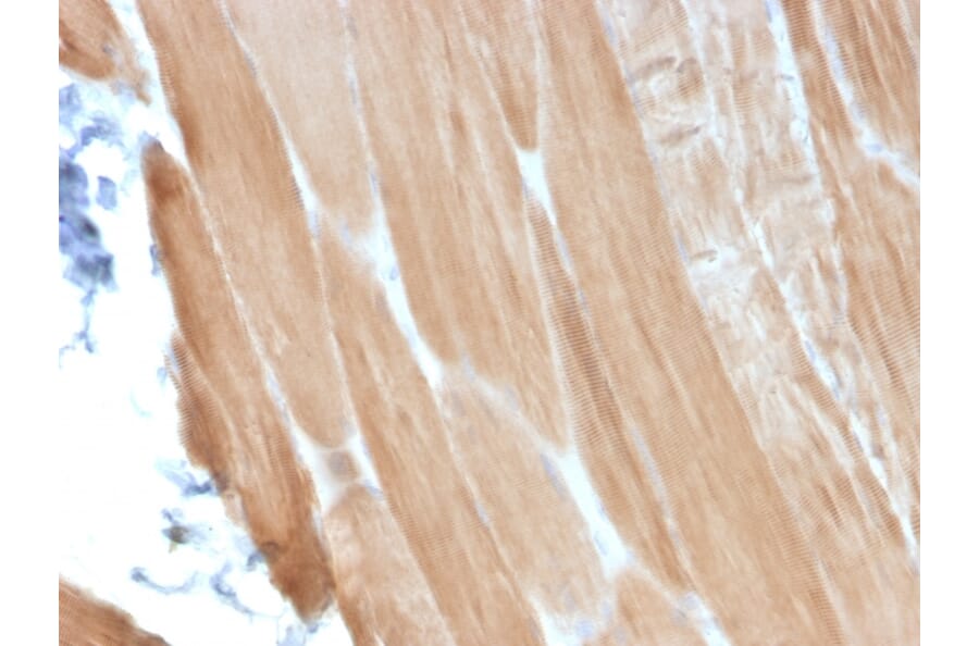 Immunohistochemistry - Anti-Sarcomeric Actinin alpha 2 Antibody [ACTN2/3293] - BSA and Azide free (A253629) - Antibodies.com