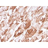 Immunohistochemistry - Anti-Sarcomeric Actinin alpha 2 Antibody [ACTN2/3294] - BSA and Azide free (A253630) - Antibodies.com