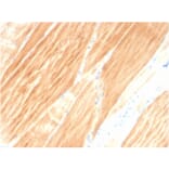 Immunohistochemistry - Anti-Sarcomeric Actinin alpha 2 Antibody [ACTN2/3295] - BSA and Azide free (A253631) - Antibodies.com