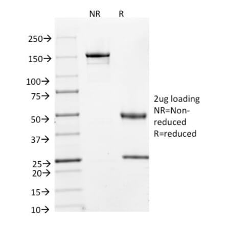 SDS-PAGE - Anti-Cyclin A2 Antibody [E67] - BSA and Azide free (A253632) - Antibodies.com