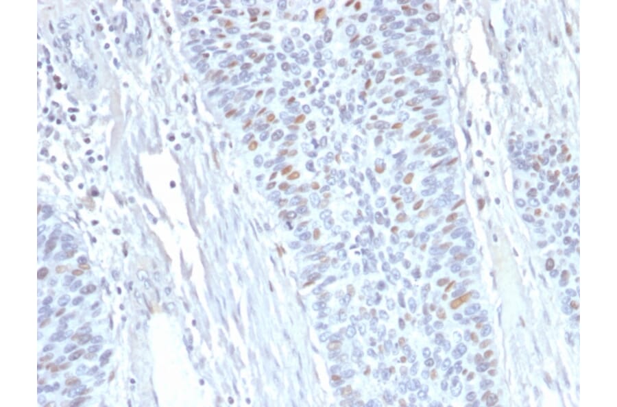 Immunohistochemistry - Anti-Cyclin A2 Antibody [E67] - BSA and Azide free (A253631) - Antibodies.com