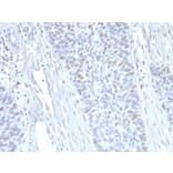 Immunohistochemistry - Anti-Cyclin A2 Antibody [E67] - BSA and Azide free (A253631) - Antibodies.com