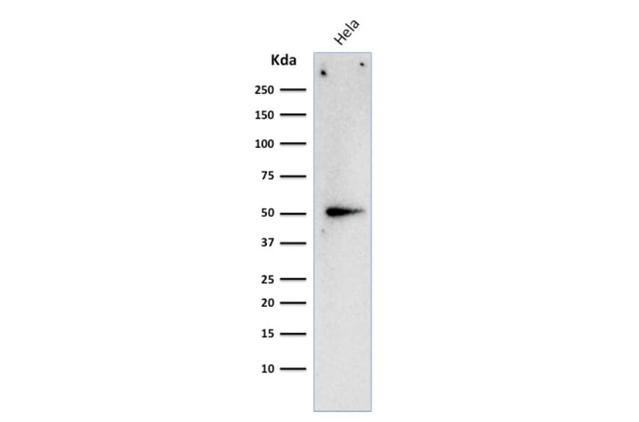 Western Blot - Anti-Cyclin A2 Antibody [E67] - BSA and Azide free (A253632) - Antibodies.com
