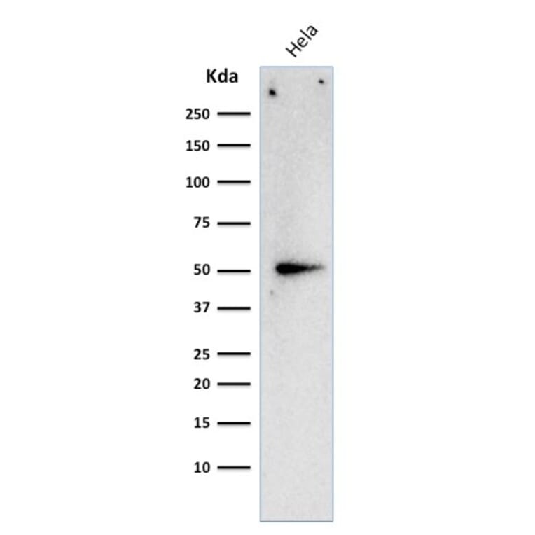 Western Blot - Anti-Cyclin A2 Antibody [E67] - BSA and Azide free (A253632) - Antibodies.com