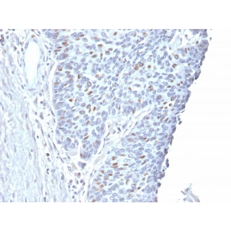 Immunohistochemistry - Anti-Cyclin A2 Antibody [CCNA2/2333] - BSA and Azide free (A253632) - Antibodies.com