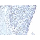 Immunohistochemistry - Anti-Cyclin A2 Antibody [CCNA2/2333] - BSA and Azide free (A253632) - Antibodies.com